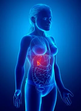 3d rendered medically accurate illustration of girl Organs Gallbladder Anatom Illustrazione stock