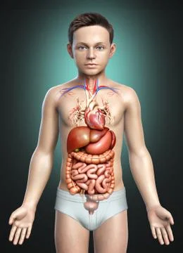 3d rendered medically accurate illustration of boy Digestive System. 스톡 일러스트