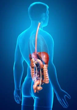 3d rendered medically accurate illustration of male Digestive System. 스톡 일러스트