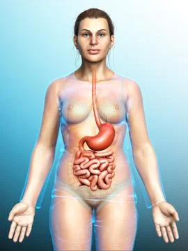 3d rendered, medically accurate illustration of a female stomach and small in Stock Illustration