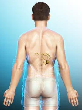 3d rendered medically accurate illustration of male Organs Gallbladder Anatom Stock Illustration