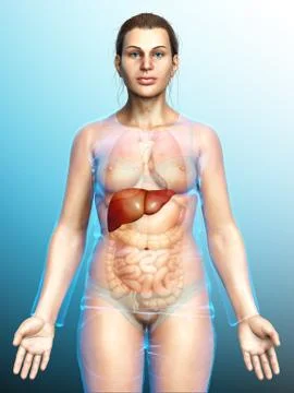 3d rendered, medically accurate illustration of female Liver Anatomy Stock Illustration