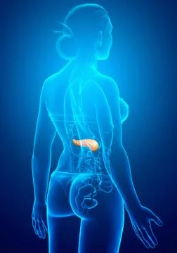 3d rendered, medically accurate illustration of a female pancreas Stock Illustration