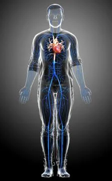 3d rendered medically accurate illustration of a male Veins anatomy Stock Illustration