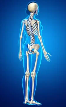 3d rendered, medically accurate illustration of a female skeleton system Stock Illustration