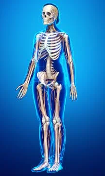 3d rendered medically accurate illustration ofa female nervous system and ske Stock Illustration