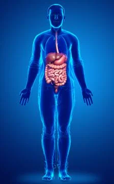 3d rendered medically accurate illustration of male Digestive System. 스톡 일러스트