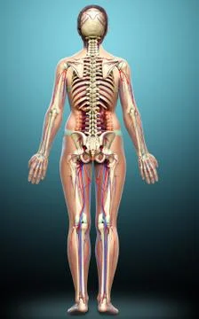 3d rendered medically accurate illustration of female Internal organs, skelet Stock Illustration