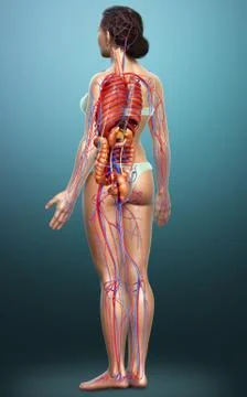 3d rendered medically accurate illustration of female Internal organs and cir Stock Illustration