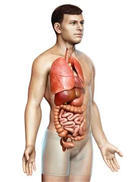 3d rendered medically accurate illustration of male  Internal organs Stock Illustration
