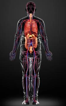 3d rendered medically accurate illustration of male Internal organs and circu Stock Illustration