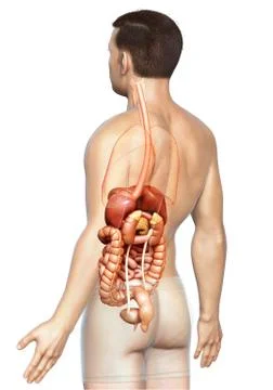 3d rendered medically accurate illustration of male Digestive System. Stock Illustration