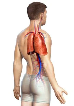 3d rendered, medically accurate illustration of a male lung anatomy Stock Illustration