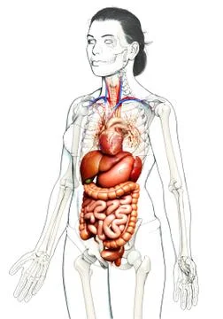 3d rendered medically accurate illustration of Female Digestive System  and h 스톡 일러스트