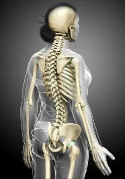 3d rendered, medically accurate illustration of a female skeleton system Stock Illustration