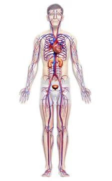 3d rendered, medically accurate illustration of the kidneys and circulatory s Stock Illustration