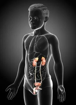 3d rendered, medically accurate illustration of the young boy kidneys anatomy Stock Illustration