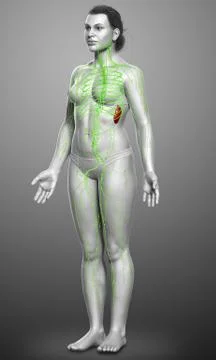 3d rendered medically accurate illustration of a female lymphatic system Stock Illustration