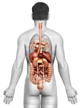 3d rendered medically accurate illustration of male Digestive System  and hea Illustrazione stock
