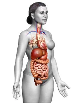 3d rendered medically accurate illustration of Female Digestive System  and h Stock Illustration