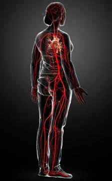 3d rendered medically accurate illustration of Female arteries Stock Illustration