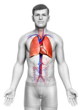 3d rendered, medically accurate illustration of a male lung anatomy Stock Illustration