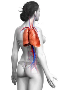 3d rendered, medically accurate illustration of a female lung anatomy Illustrazione stock