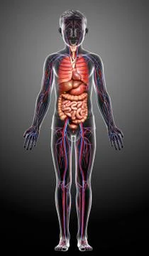 3d rendered medically accurate illustration of the young boy circulatory  sys Stock Illustration