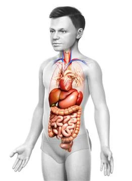 3d rendered medically accurate illustration of Boy Digestive System  and hear Stock Illustration
