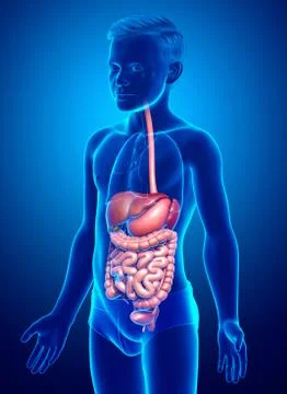 3d rendered medically accurate illustration of boy Digestive System. Illustrazione stock