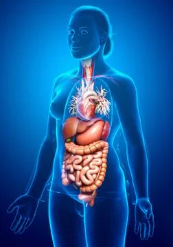 3d rendered medically accurate illustration of Female Digestive System  and h Illustrazione stock