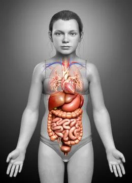 3d rendered medically accurate illustration of young girl Digestive System 스톡 일러스트