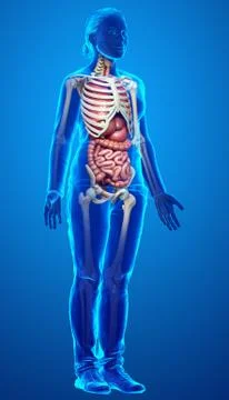3d rendered medically accurate illustration of female Digestive System. イラスト素材