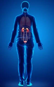 3d rendered, medically accurate illustration of female   kidneys Stock Illustration