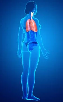 3d rendered, medically accurate illustration of a female lung anatomy Stock Illustration