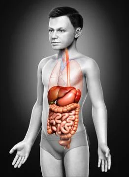 3d rendered medically accurate illustration of boy Digestive System. Stock Illustration