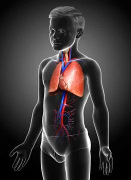 3d rendered, medically accurate illustration of a young boy lung anatomy Stock Illustration