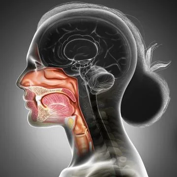 3d rendered, medically accurate illustration of female Trachea and esophagus Stock Illustration