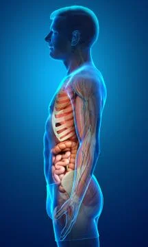 3d rendered medically accurate illustration of male Internal organs, skeleton Stock Illustration