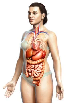 3d rendered medically accurate illustration of female Digestive System. Stock Illustration