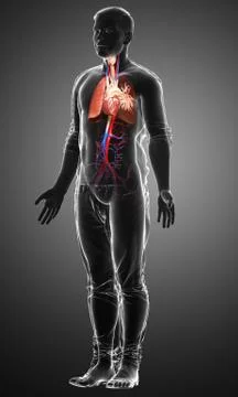 3d rendered, medically accurate illustration of a male lung anatomy Stock Illustration