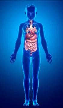 3d rendered medically accurate illustration of Boy Digestive System  and hear Stock Illustration