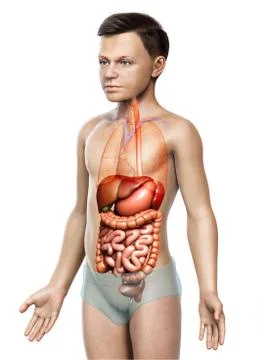 3d rendered medically accurate illustration of boy Digestive System. Stock Illustration