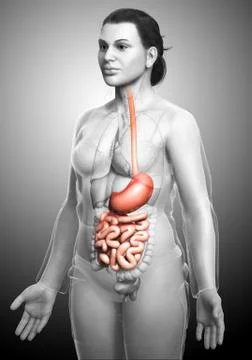 3d rendered, medically accurate illustration of a female stomach and small in Stock Illustration
