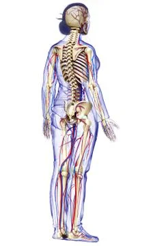 3d rendered medically accurate illustration of the female circulatory and ske Stock Illustration