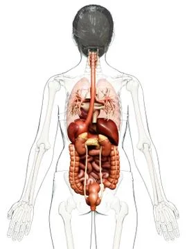 3d rendered medically accurate illustration of Female Digestive System  and h 스톡 일러스트
