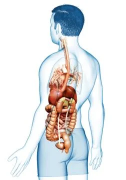 3d rendered medically accurate illustration of male Digestive System  and hea Stock Illustration