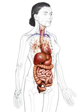 3d rendered medically accurate illustration of Female Digestive System  and h Stock Illustration