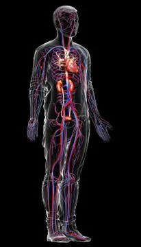 3d rendered, medically accurate illustration of the kidneys and circulatory s Stock Illustration