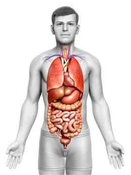 3d rendered medically accurate illustration of male  Internal organs Stock Illustration